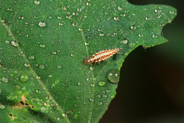 A functional insect of the order Neuroptera in the wild, North China