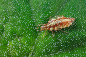A functional insect of the order Neuroptera in the wild, North China
