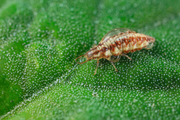 A functional insect of the order Neuroptera in the wild, North China