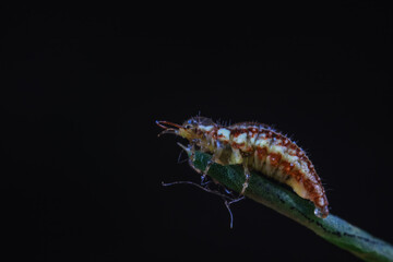 A functional insect of the order Neuroptera in the wild, North China