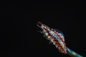 A functional insect of the order Neuroptera in the wild, North China