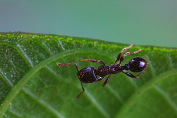 Ants in the wild, North China