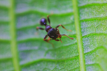 Ants in the wild, North China