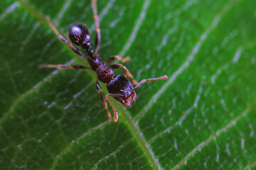 Ants in the wild, North China