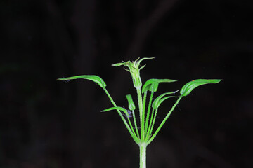Wild grass plants on a black background, North China
