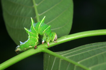 Lepidoptera larvae in the wild, North China