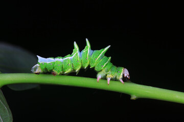 Lepidoptera larvae in the wild, North China