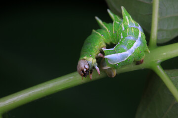 Lepidoptera larvae in the wild, North China