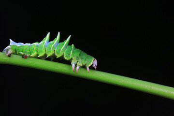 Lepidoptera larvae in the wild, North China