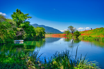 Obraz premium 津屋川堤防の彼岸花