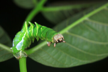 Lepidoptera larvae in the wild, North China