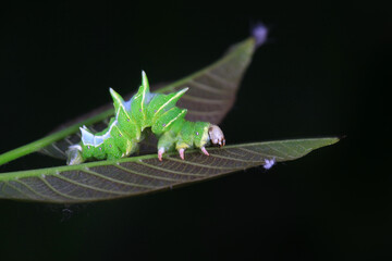 Lepidoptera larvae in the wild, North China - obrazy, fototapety, plakaty