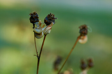 Gemeine Heideschnecke, auch Westliche Heideschnecke genannt