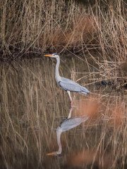 Graureiher im Wasser stehend