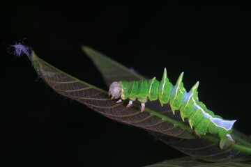 Lepidoptera larvae in the wild, North China