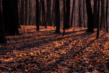  Fantasy autumn in the forest