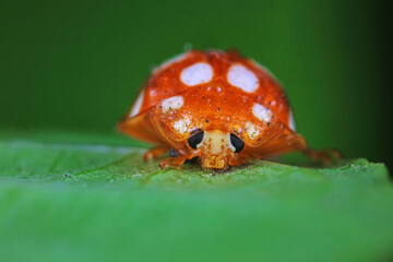 Ladybugs on wild plants, North China