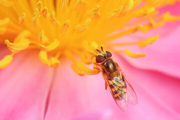Aphid eating flies in the wild, North China
