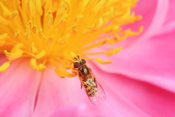 Aphid eating flies in the wild, North China