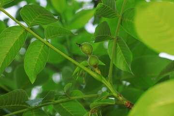 Young walnut fruit on branches, North China