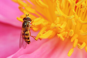 Aphid eating flies in the wild, North China