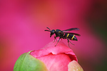 Bee insects in the wild, North China