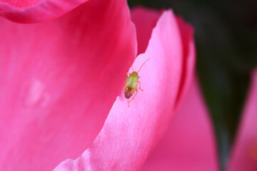 Hemiptera bugs in the wild, North China
