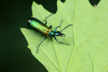Coleoptera insect -- green Daphne genkwa, North China