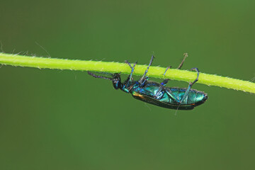 Coleoptera insect -- green Daphne genkwa, North China