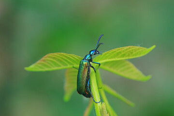 Coleoptera insect -- green Daphne genkwa, North China
