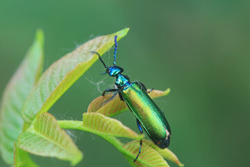 Coleoptera insect -- green Daphne genkwa, North China
