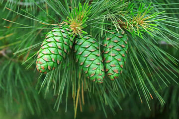 The fruit of South China pine is in the botanical garden
