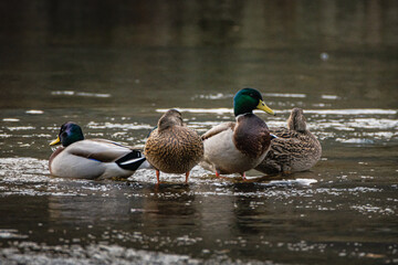 ducks in the water