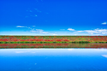 Fototapeta premium 津屋川堤防の彼岸花