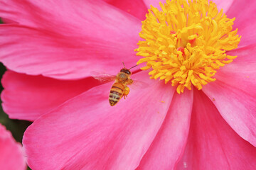 Bees gather honey on peony flowers, North China