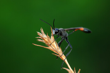 Bee insects in the wild, North China