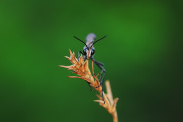 Bee insects in the wild, North China