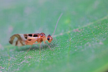 Rodents on wild plants, North China