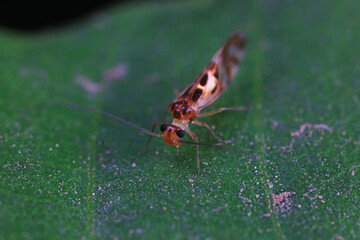 Rodents on wild plants, North China