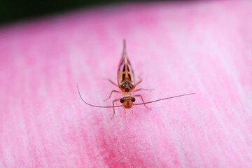 Rodents on wild plants, North China