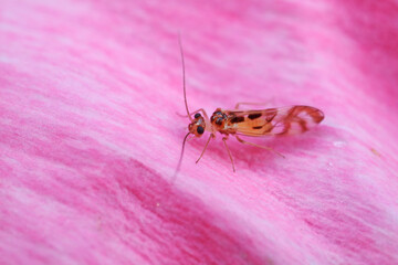 Rodents on wild plants, North China