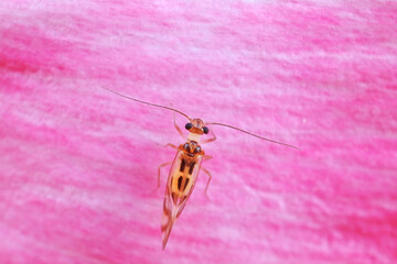 Rodents on wild plants, North China