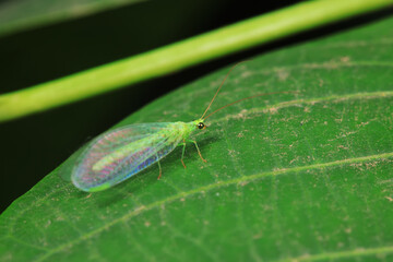 A functional insect of the order Neuroptera in the wild, North China