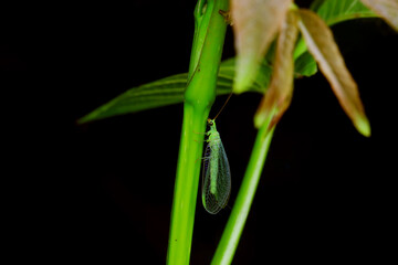 Fototapeta premium A functional insect of the order Neuroptera in the wild, North China