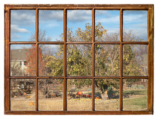 Landscape of residential area in northern Colorado with meadow, old apple tree, pumpkins and distant house, window view of November scenery.