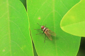 Flies on wild plants, North China