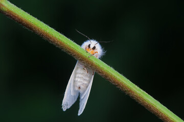 Lepidoptera insects in the wild, North China