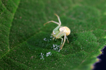 Spiders in the wild, North China