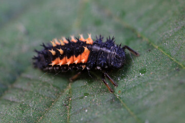 Ladybugs on wild plants, North China