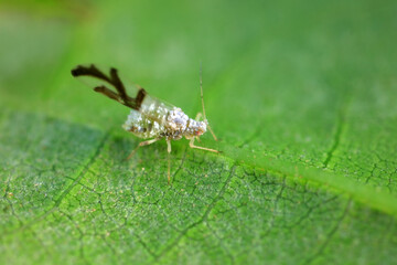 Aphids in the wild, North China